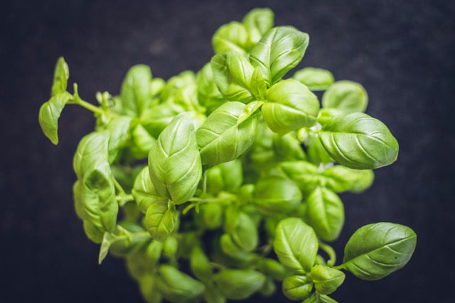 Wat komt er allemaal kijken bij het verzorgen en stekken van basilicum   Allezadenkopen.nl