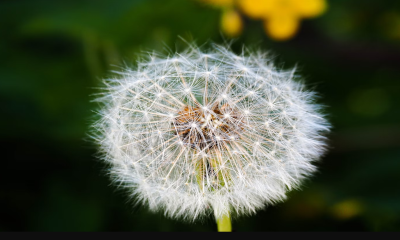 Bloemen zonder bestrijdingsmiddelen, hoe kom je daar aan?