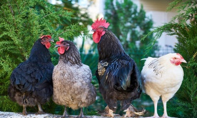 Geen ei meer van hobbykippen. Mag groente uit de moestuin dan nog wel?