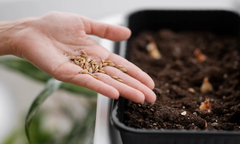 Hoelang kun je zaden bewaren?