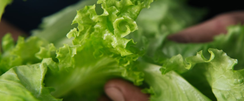 Sla binnen voorzaaien, hoe doe je dat? | Stappenplan