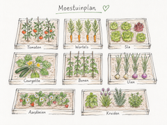 Maak een teeltplan voor je moestuin