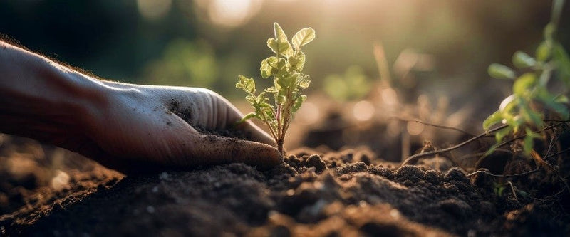 Moestuin populairder dan ooit