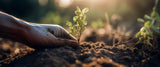 Moestuin populairder dan ooit