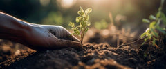 Moestuin populairder dan ooit
