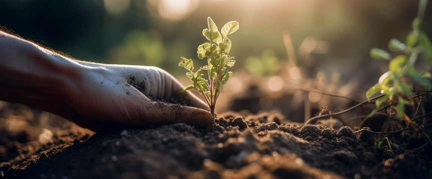 Moestuin populairder dan ooit