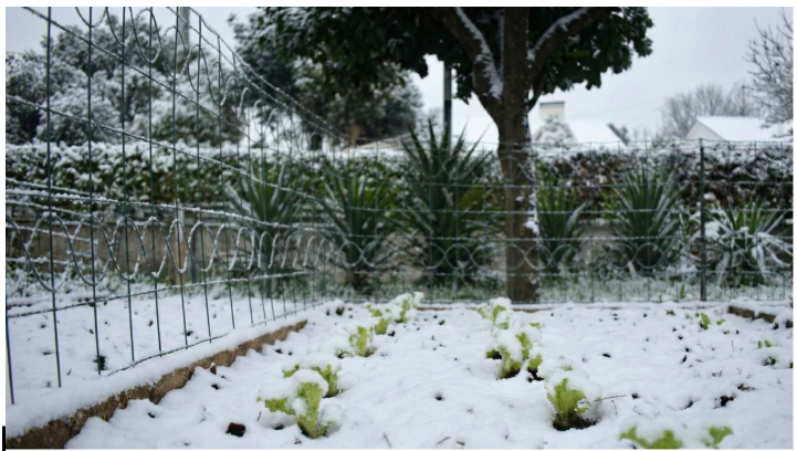 De moestuin in februari: wat kun je verwachten?