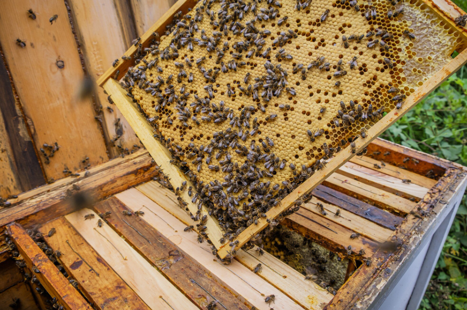 Inheemse planten: de sleutel tot een veerkrachtige tuin