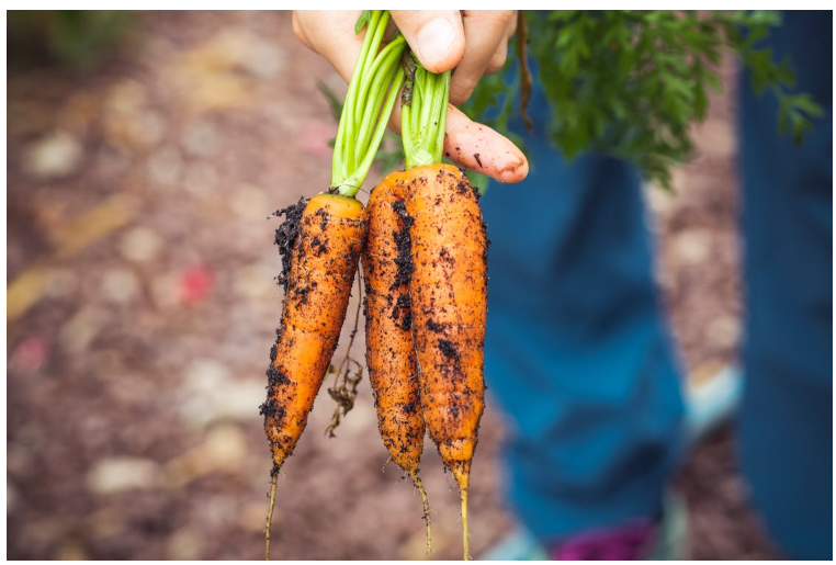 Maart in de moestuin: wat kun je verwachten?