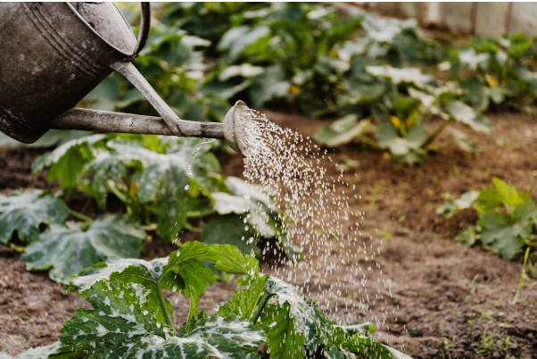 De moestuin in april: wat kun je verwachten?