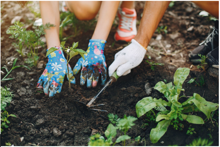 Droom je van een eigen moestuin? Zo zet je de eerste stappen