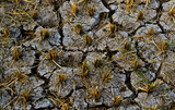 Moestuinieren tijdens de droogte: wat mag, kan en moet je nu doen?