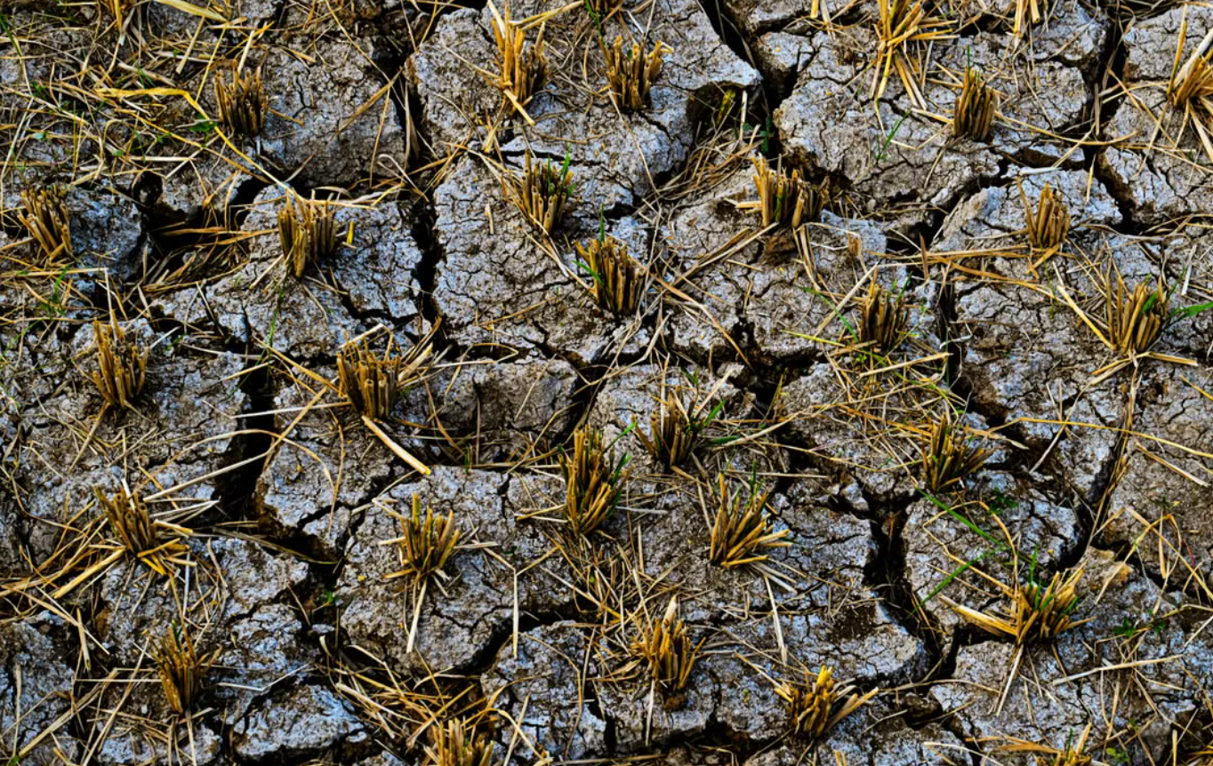 Moestuinieren tijdens de droogte: wat mag, kan en moet je nu doen?
