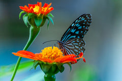 Biologische zaden en bloemen voor bijen: maak je tuin insectenvriendelijk!