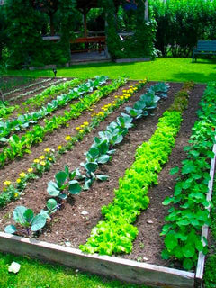 Moestuin