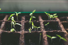 Genieten van biologische groenten en kruiden: Kweek ze in je eigen moestuin