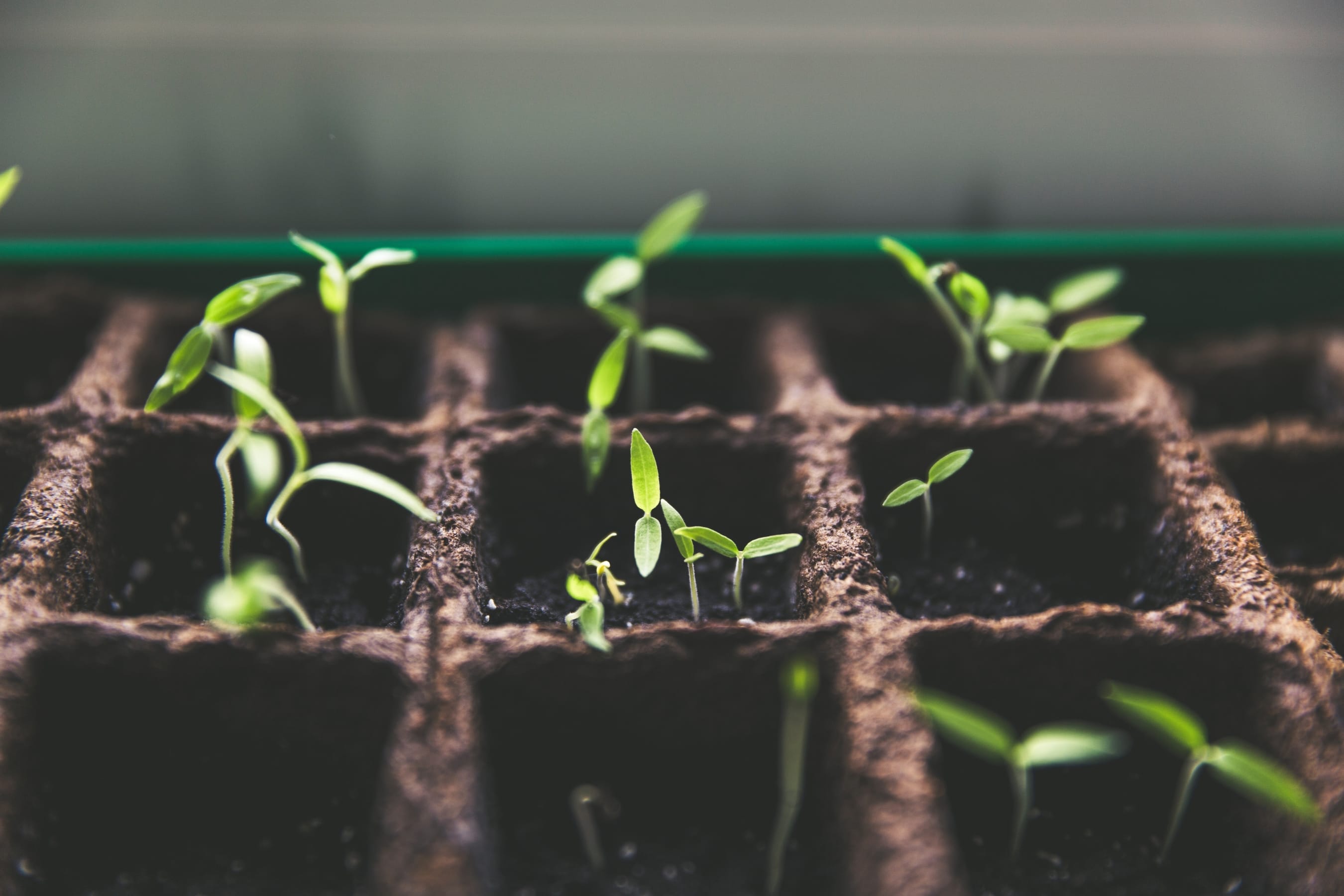 Genieten van biologische groenten en kruiden: Kweek ze in je eigen moestuin