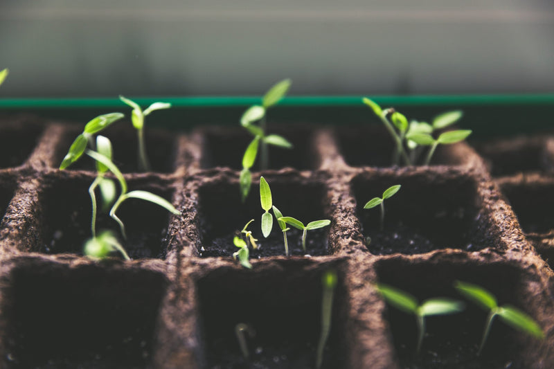 Genieten van biologische groenten en kruiden: Kweek ze in je eigen moestuin