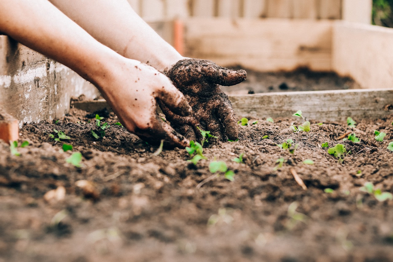 Moestuintips: dit kun je doen in oktober