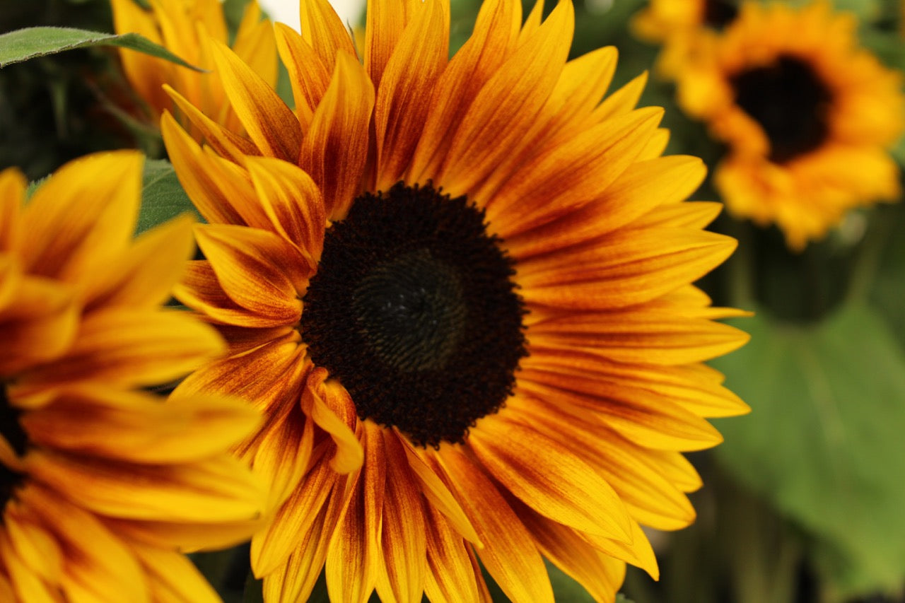 Ontdek de eindeloze opties met de zonnebloem (en haar pitten)