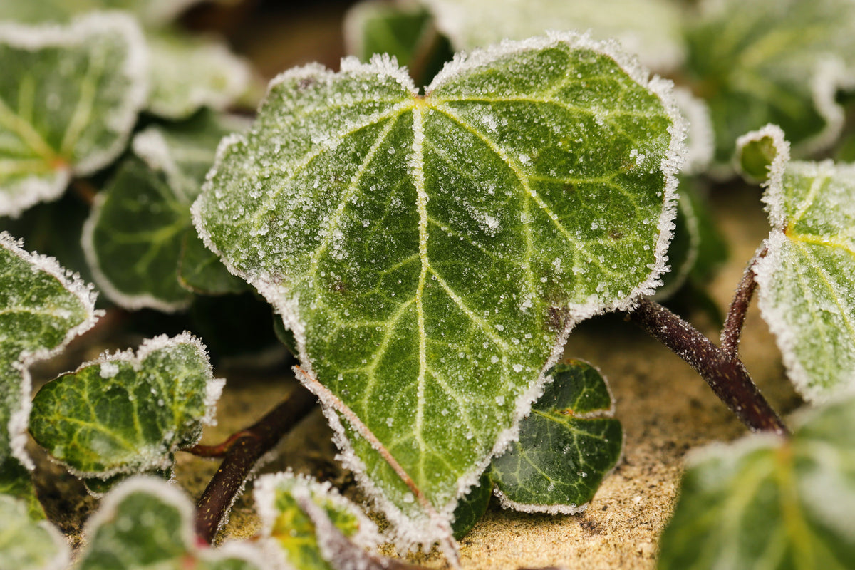 Welke groenten laat je in de winter in je moestuin staan?