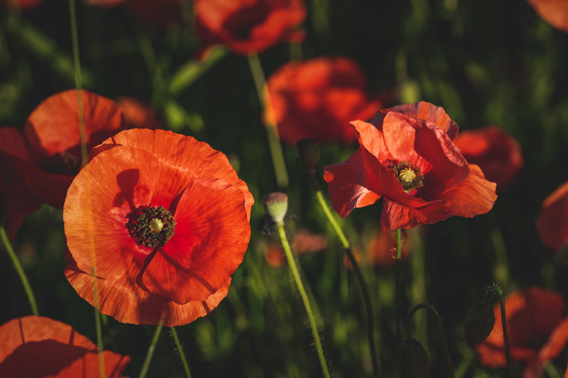 Wildbloemen zaaien in september voor een natuurlijke tuin in de lente