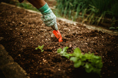 Groene voornemens? Start in 2026 met het zaaien van biologische groenten