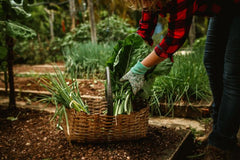Combinatieteelt: gouden combinaties in de moestuin