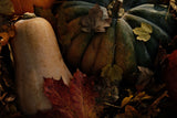 De moestuin in oktober: wat kun je nog doen?