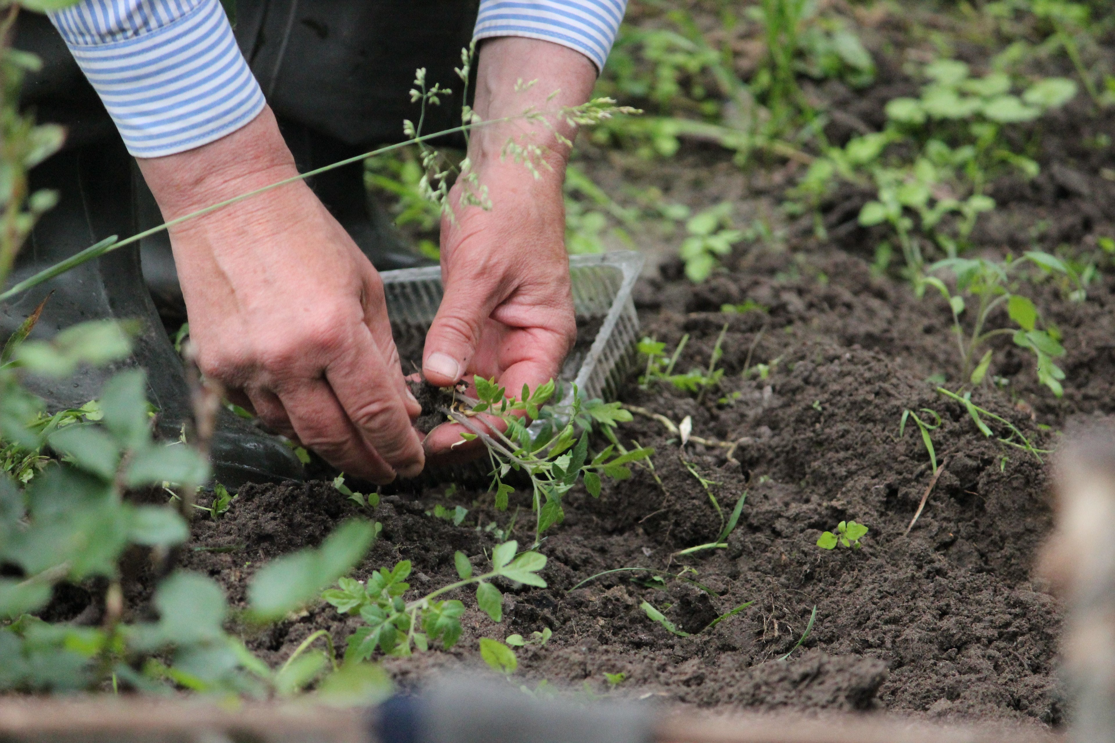 Doen in augustus: wintergroenten zaaien in de volle grond