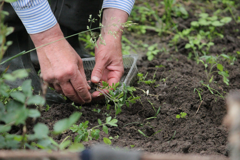 Doen in augustus: wintergroenten zaaien in de volle grond