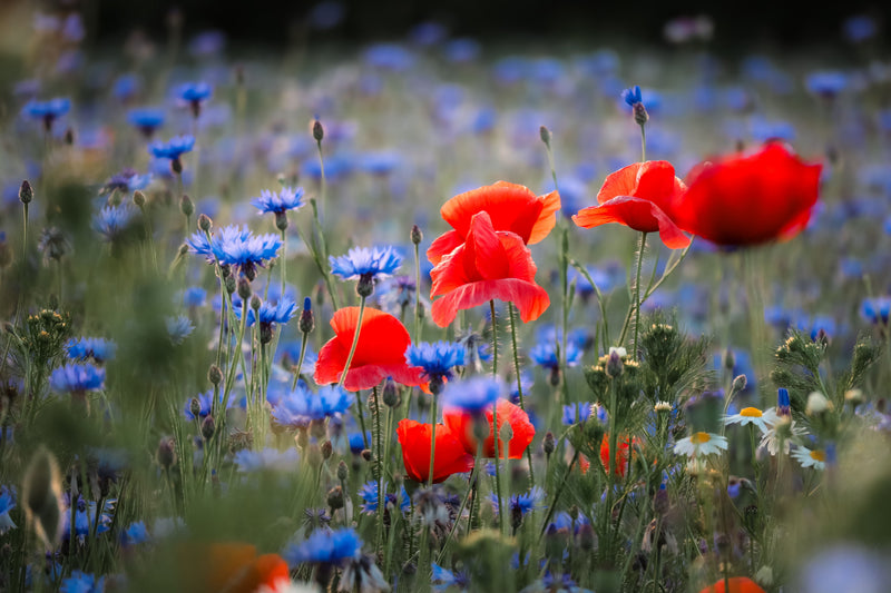 Zaaikalender bloemen: welke maand welke bloemen zaaien?