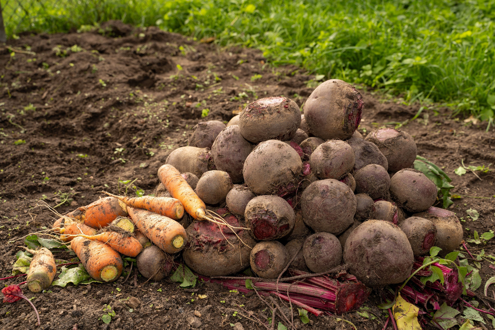 September in de moestuin: wat kun je verwachten?