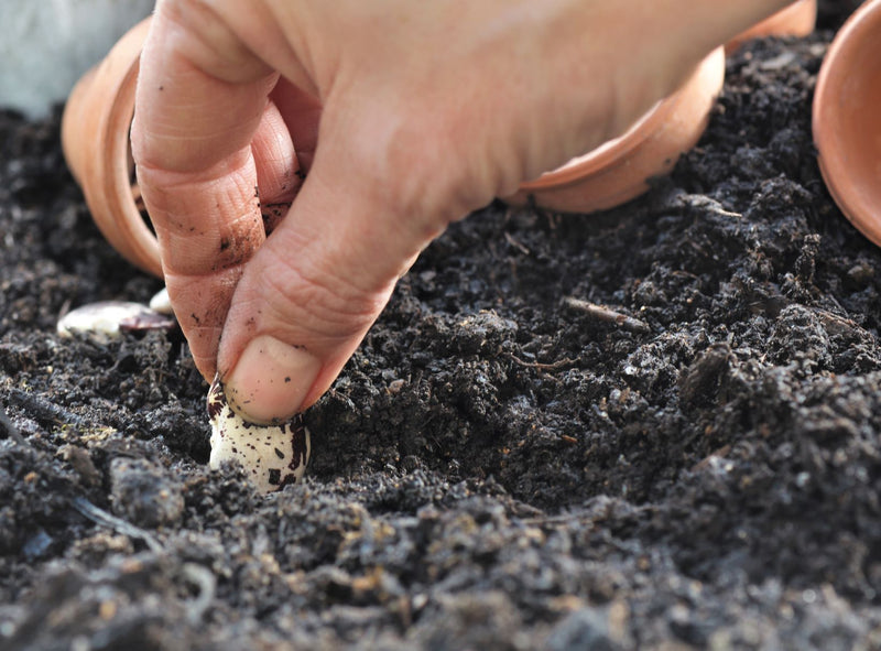 Stappenplan: verrijk je moestuin met een groenbemester