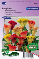 hanenkam celosia 