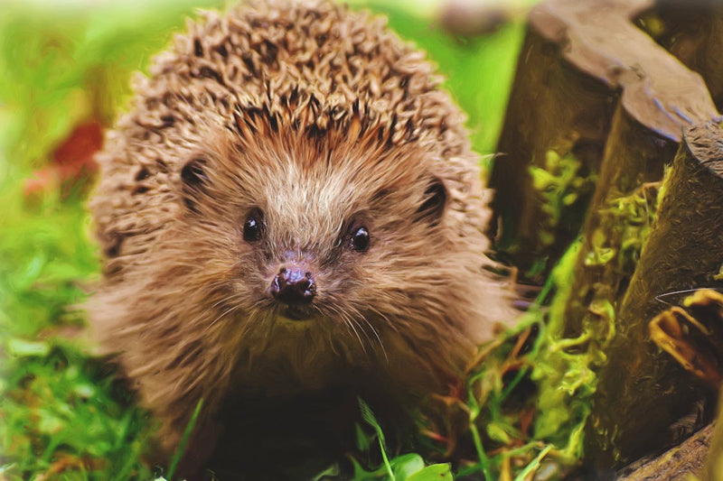 Waarom je dieren in je (moes)tuin moet verwelkomen