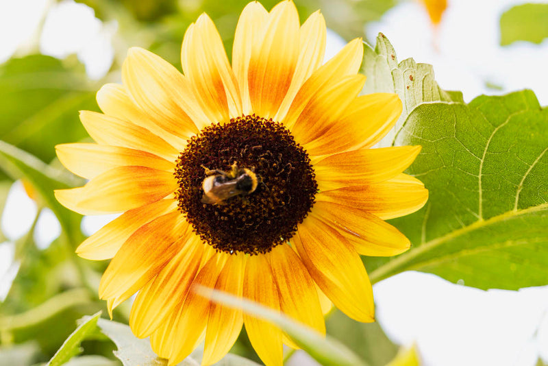 Zo kun je een zonnebloem verzorgen
