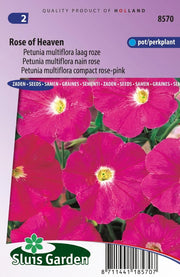 Petunia Rose of Heaven, roze