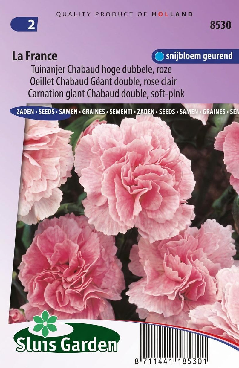 Tuinanjer Chabaud hoge dubbele La France, roze