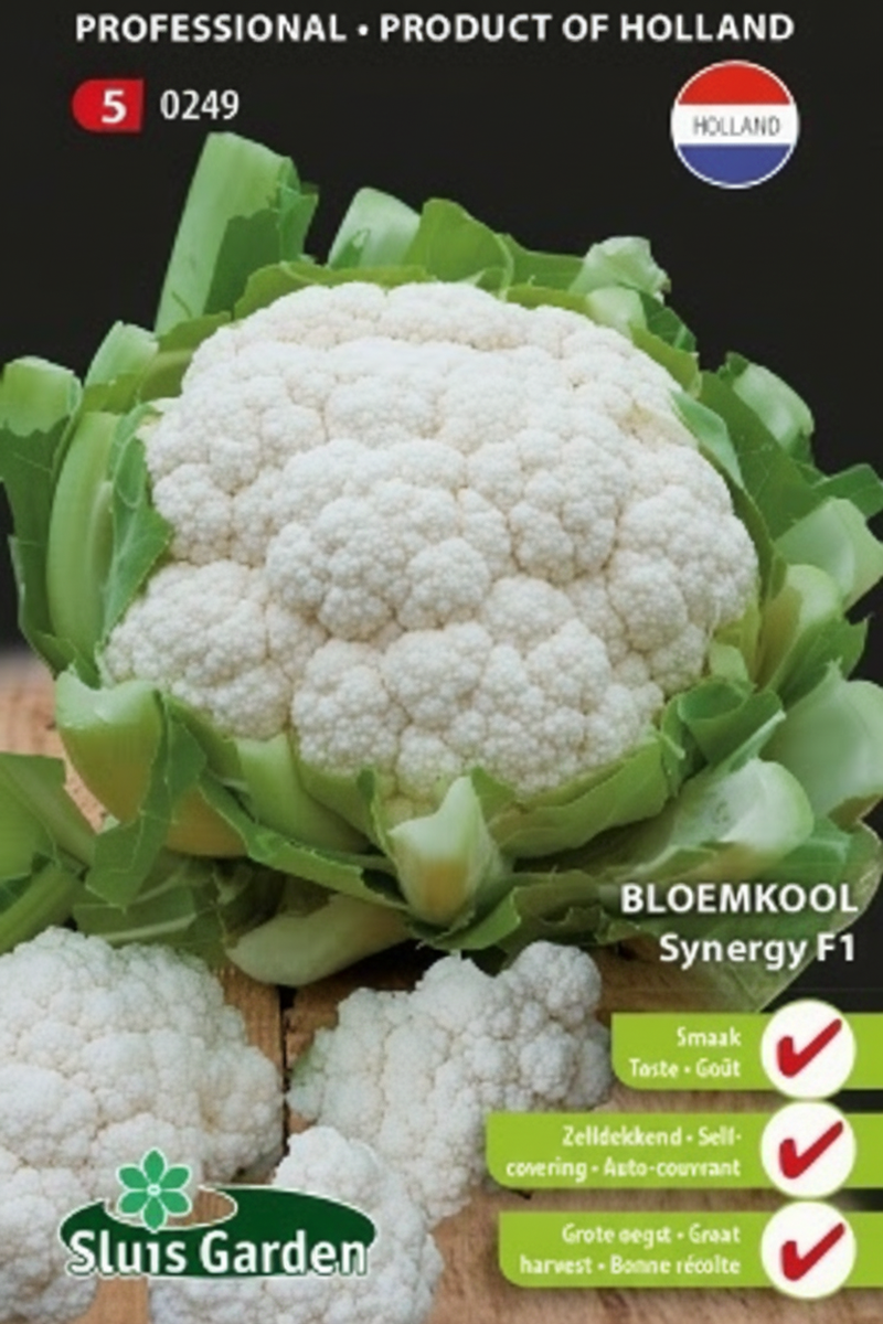 Bloemkool Synergy F1
