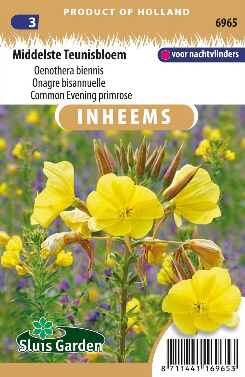 Middelste Teunisbloem