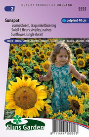 Zonnebloem Sunspot, laag (Helianthus)