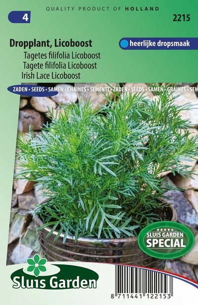 Dropplant (Tagetes filifolia Licoboost)