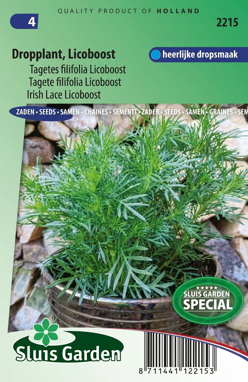 Dropplant (Tagetes filifolia Licoboost)