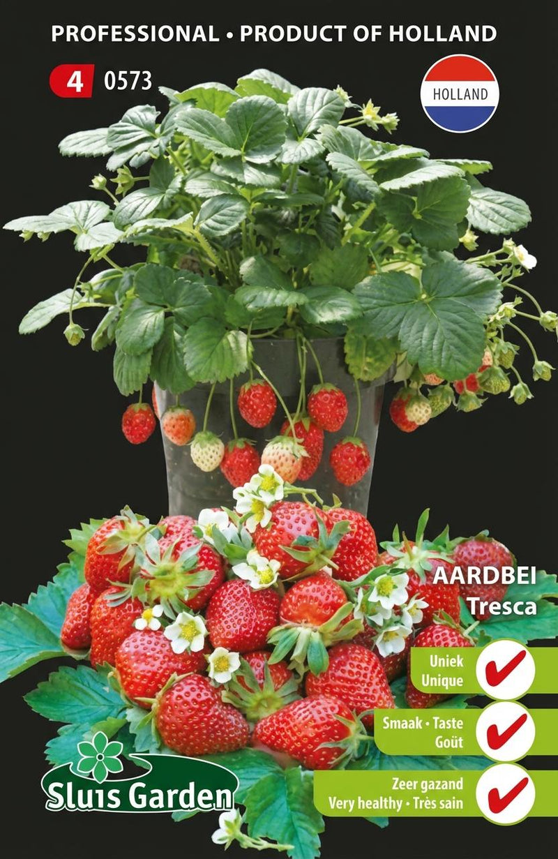 Aardbei Tresca