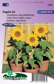 Zonnebloem Paquito Sol, laag (Helianthus)