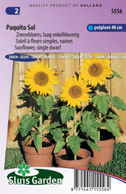 Zonnebloem Paquito Sol, laag (Helianthus)
