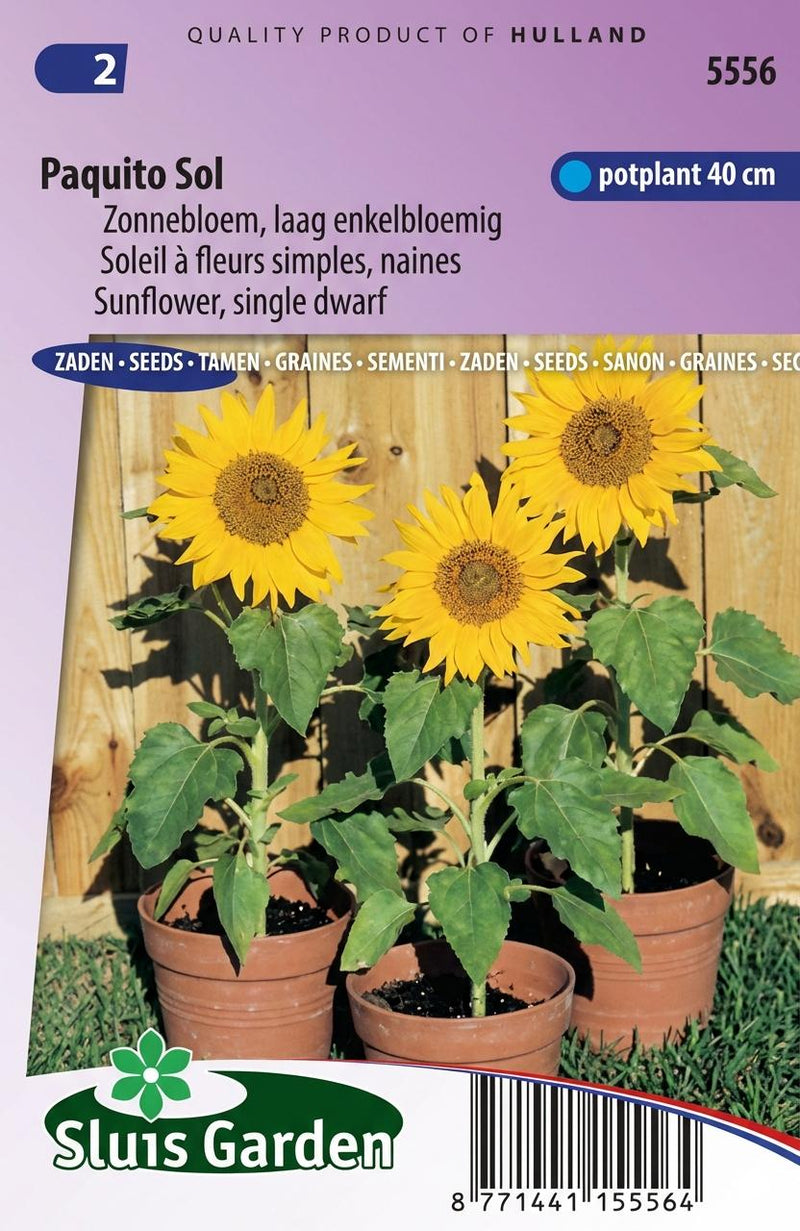 Zonnebloem Paquito Sol, laag (Helianthus)