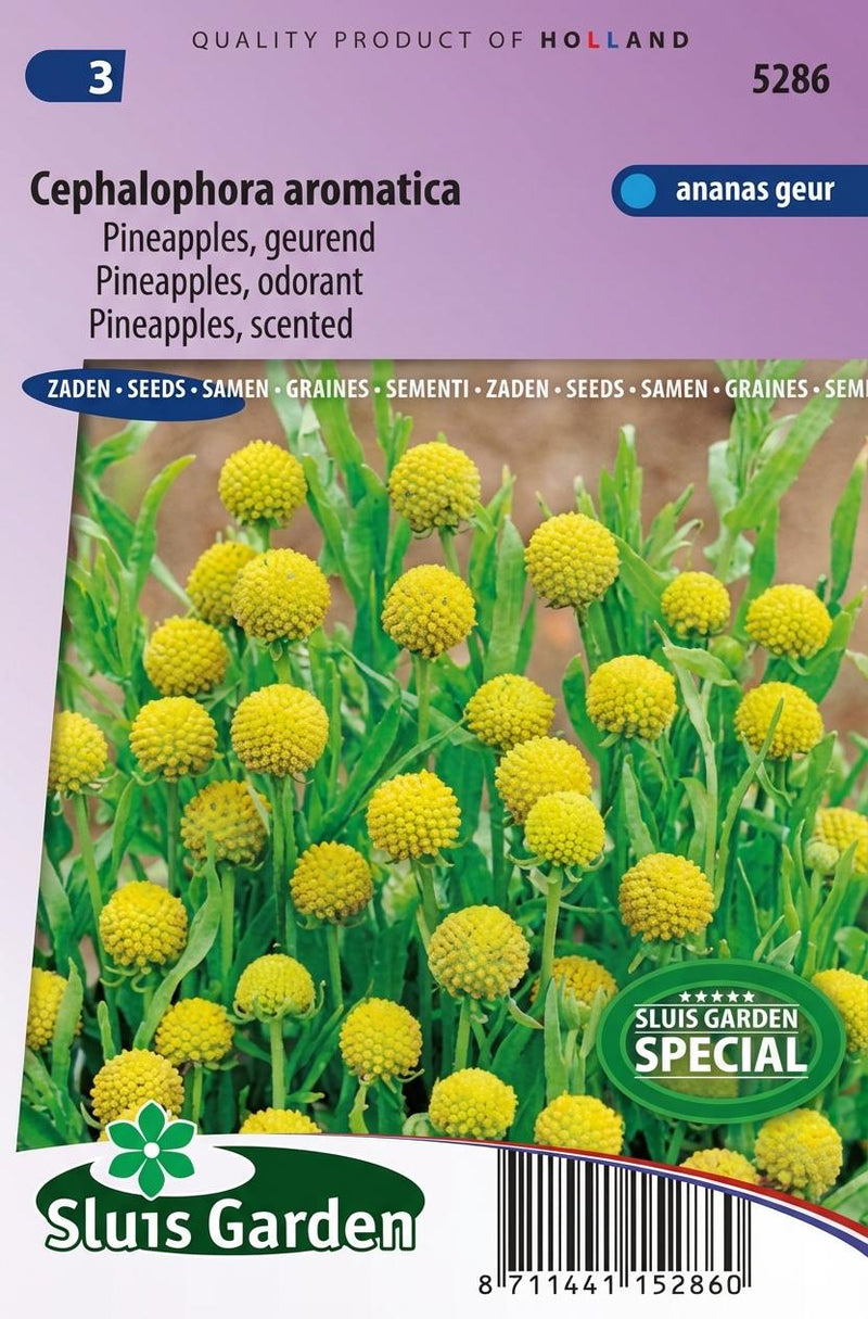 Een zakje Cephalophora aromatica-zaden, ook wel bekend als geurende pineapples.
