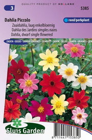 Dahlia Piccolo verbeterde Mignon mix